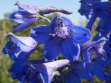 Delphinium cyananthum. Цветки. Казахстан, Алматинская обл., Алакольский р-н, оз. Синее. 7 июля 2011 г.