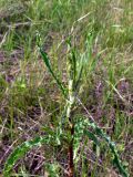 Rumex crispus