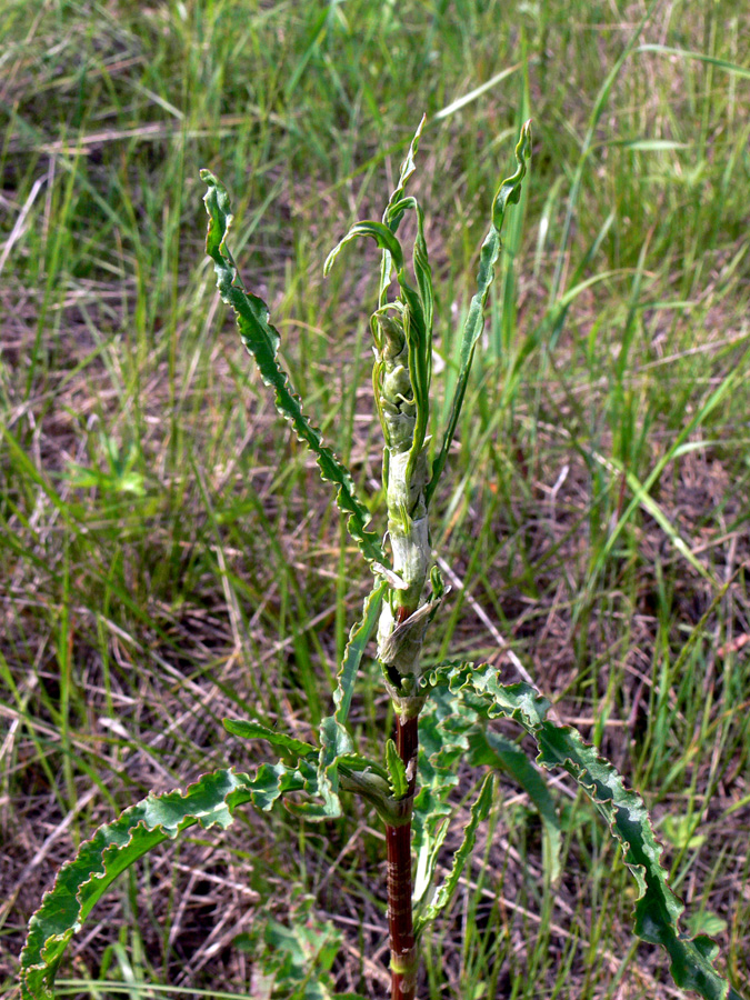 Изображение особи Rumex crispus.