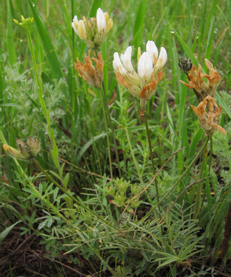 Изображение особи Astragalus zingeri.