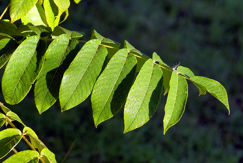 Изображение особи Juglans mandshurica.