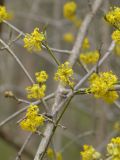 Cornus mas