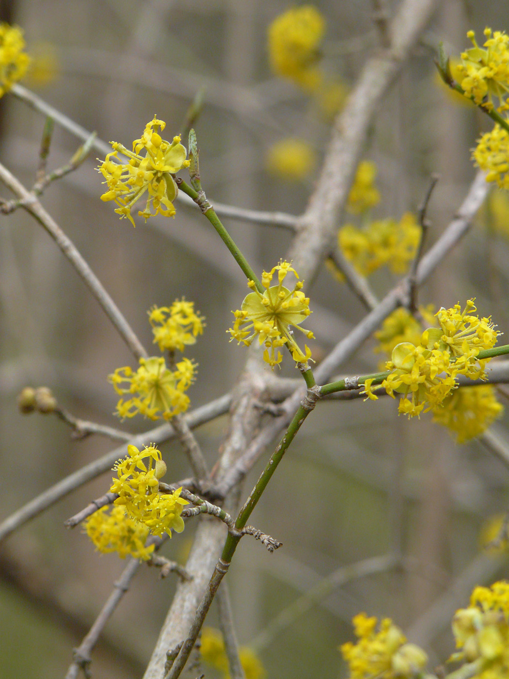 Image of Cornus mas specimen.