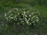 Rosa spinosissima