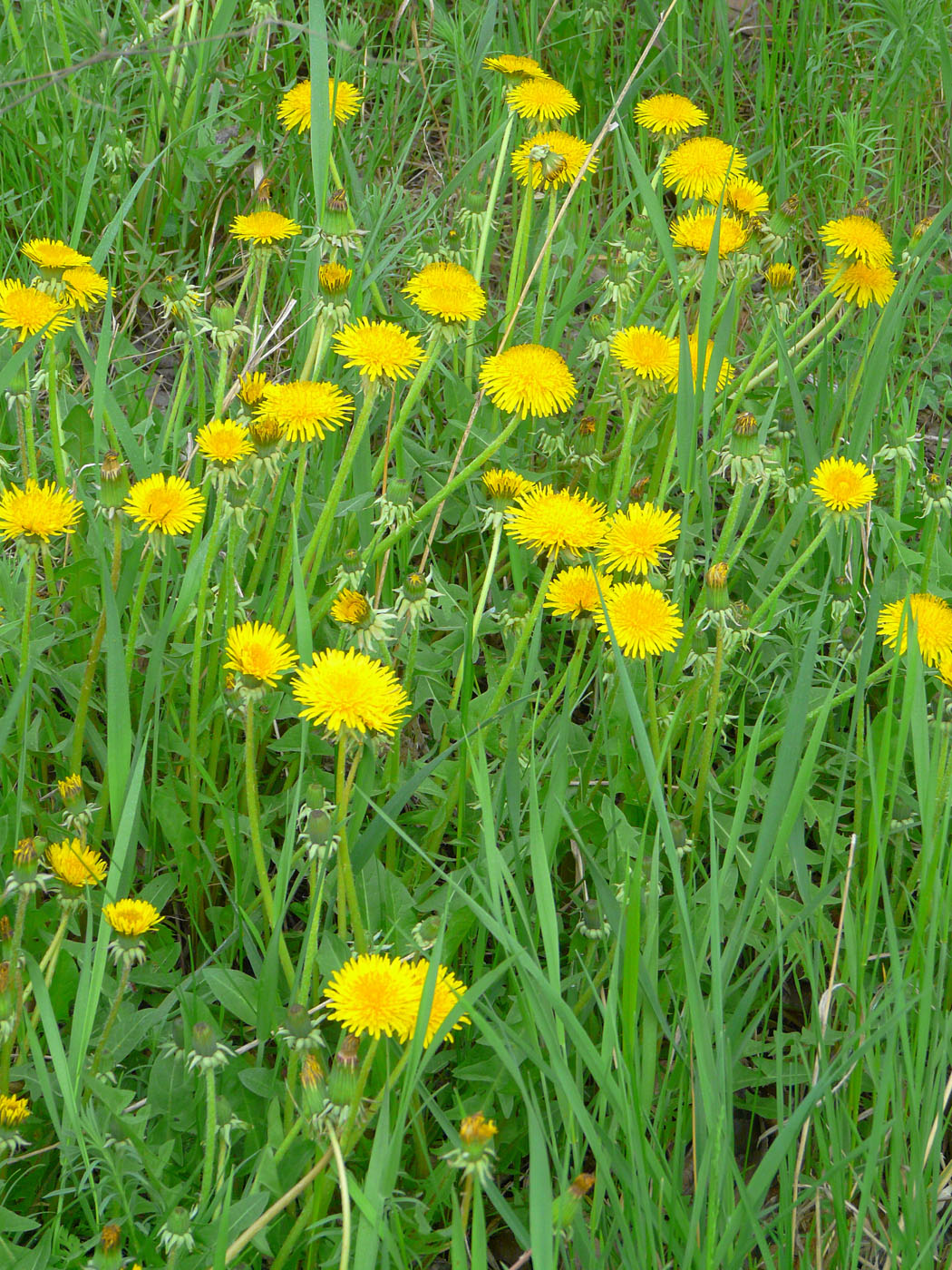 Изображение особи Taraxacum officinale.