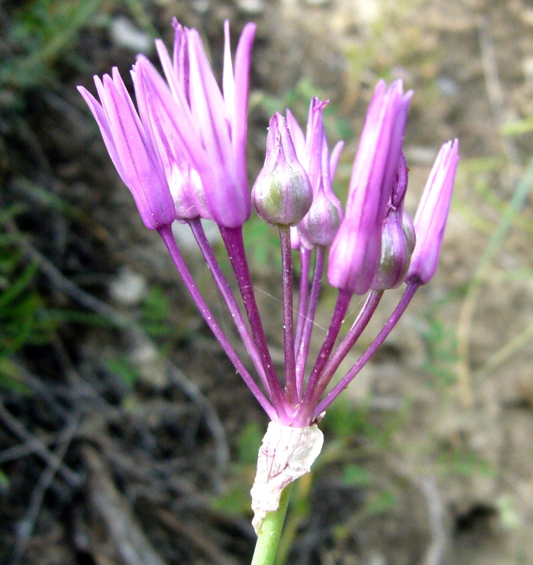 Image of Allium xiphopetalum specimen.