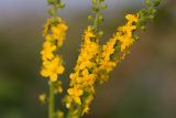 Agrimonia eupatoria. Соцветия. Ростовская обл., Мясниковский р-н, окр. хут. Недвиговка, степная балка. 25.06.2011.