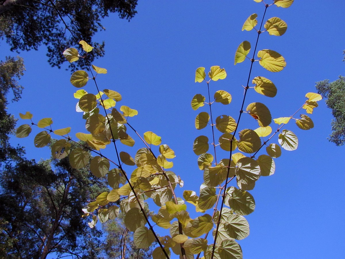 Image of Cercidiphyllum magnificum specimen.