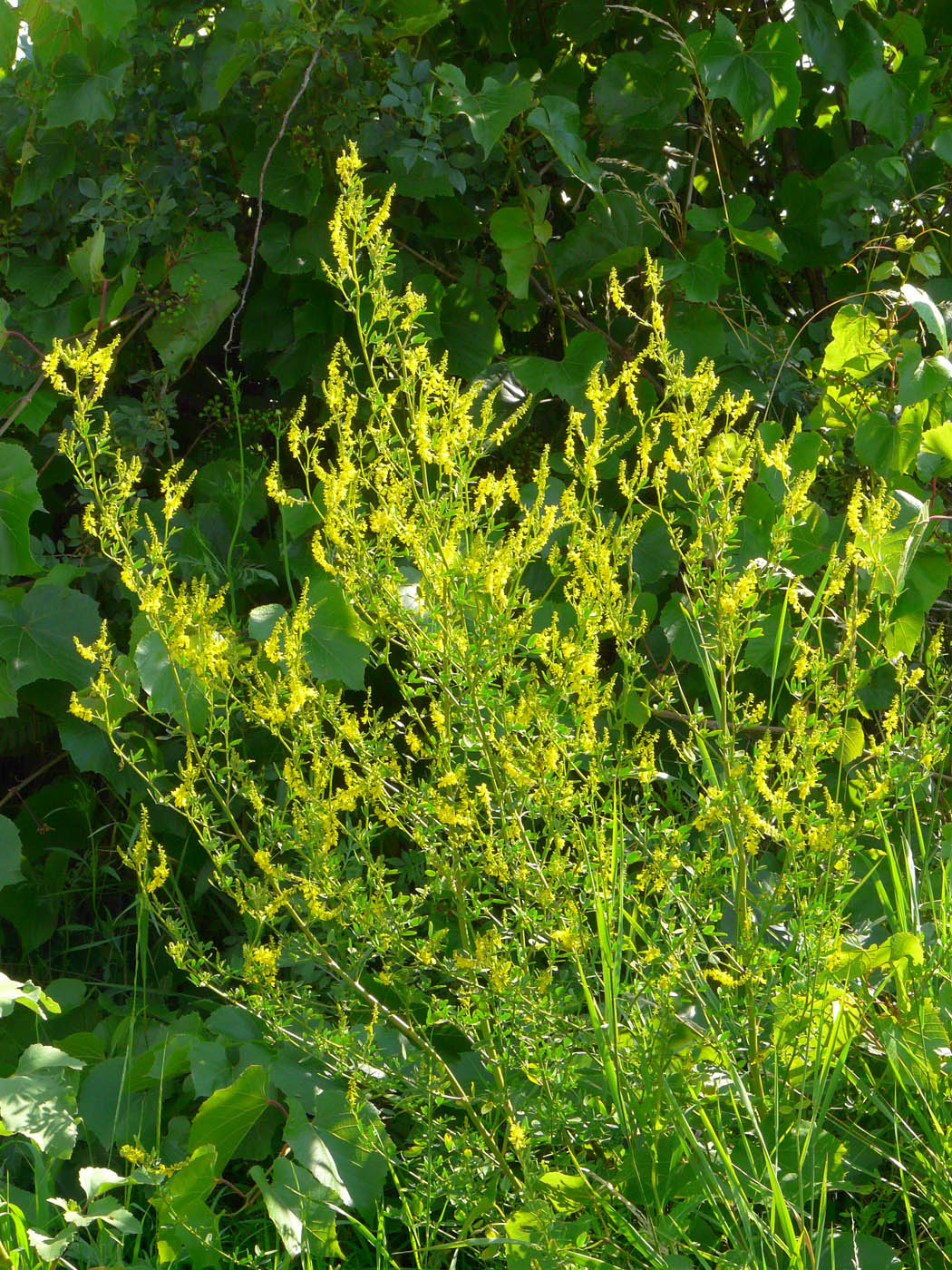 Изображение особи Melilotus officinalis.