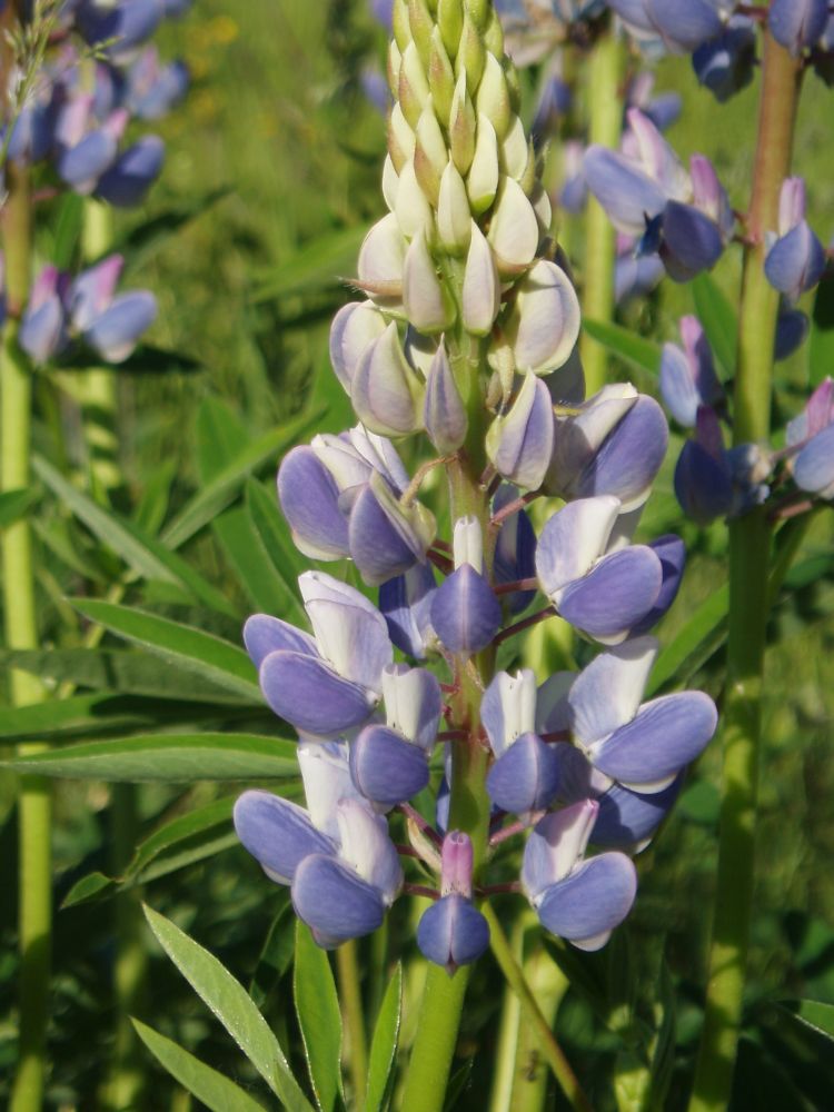 Изображение особи Lupinus polyphyllus.