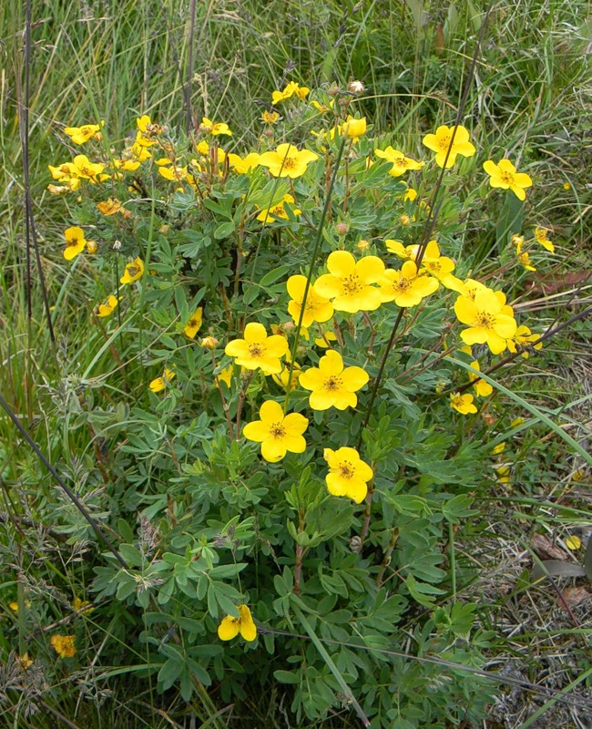 Изображение особи Dasiphora fruticosa.