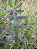 Cirsium polonicum