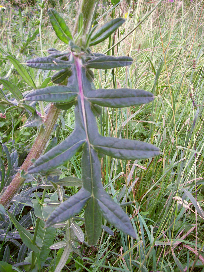 Image of Cirsium polonicum specimen.