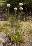 Allium nutans