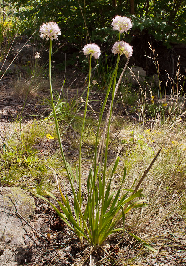 Изображение особи Allium nutans.