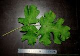 Heracleum sibiricum. Лист. Московская обл. 04.11.2011.
