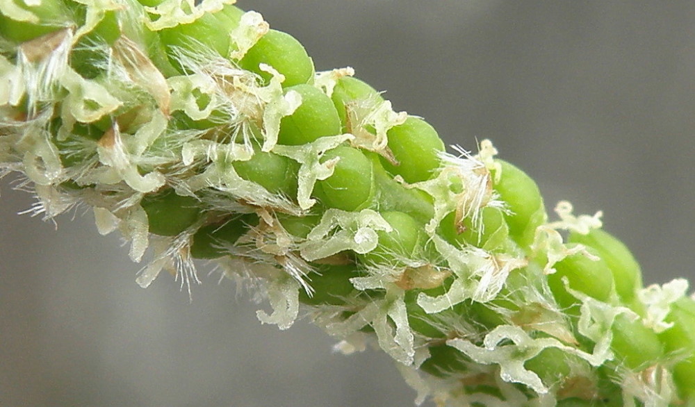 Image of Populus × canescens specimen.