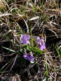 Viola pyrenaica