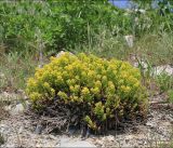 Cruciata taurica