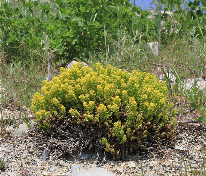 Image of Cruciata taurica specimen.