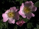 Rosa canina