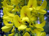 Laburnum anagyroides