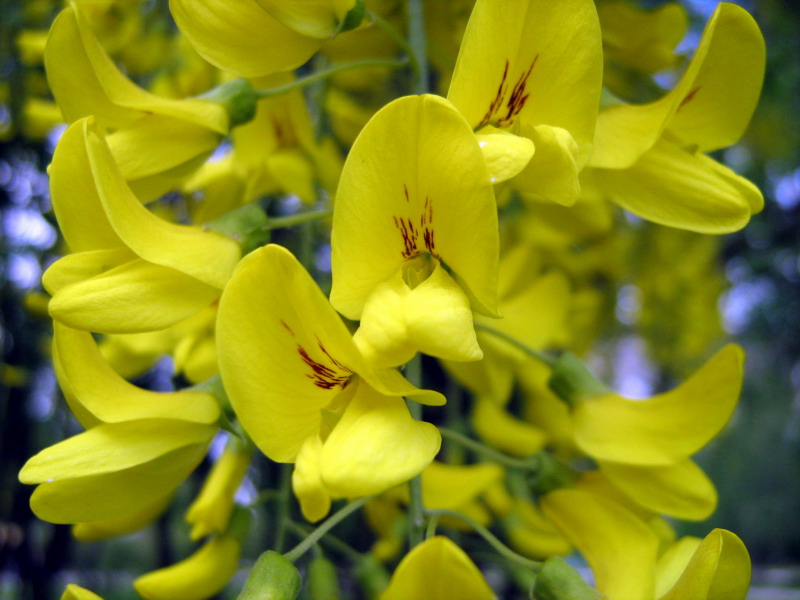 Image of Laburnum anagyroides specimen.