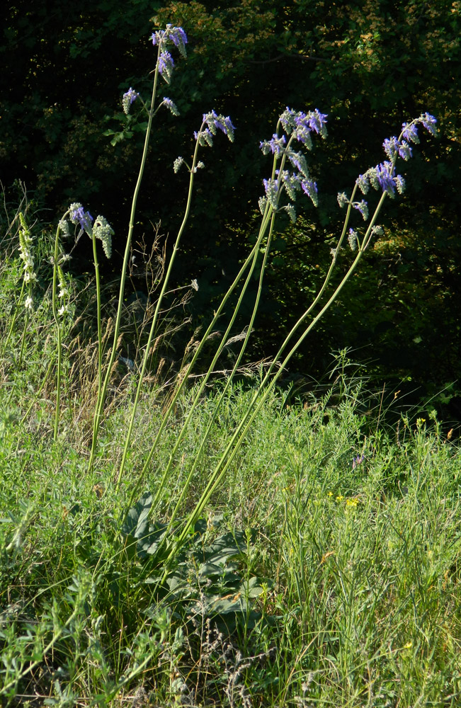 Изображение особи Salvia nutans.