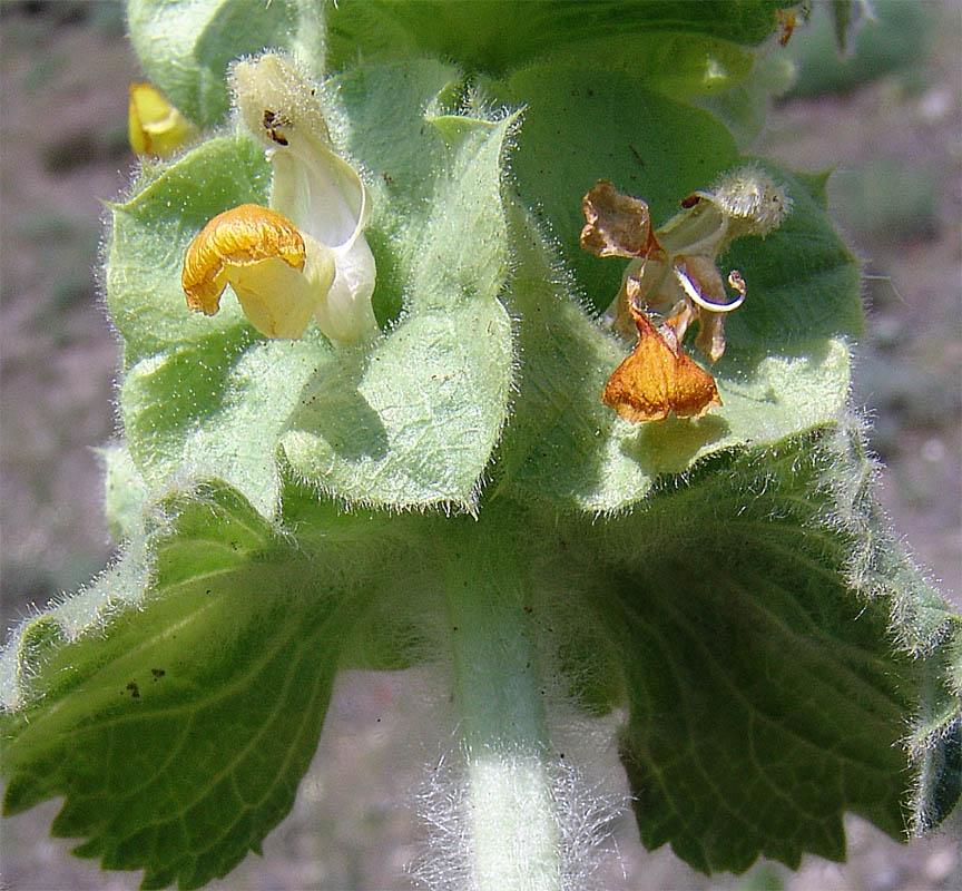 Image of Eremostachys macrophylla specimen.
