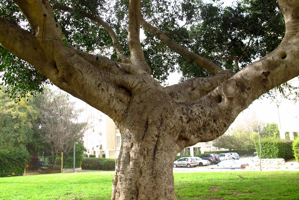 Image of Ficus microcarpa specimen.