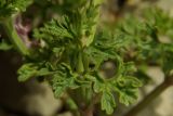 Lamium glaberrimum