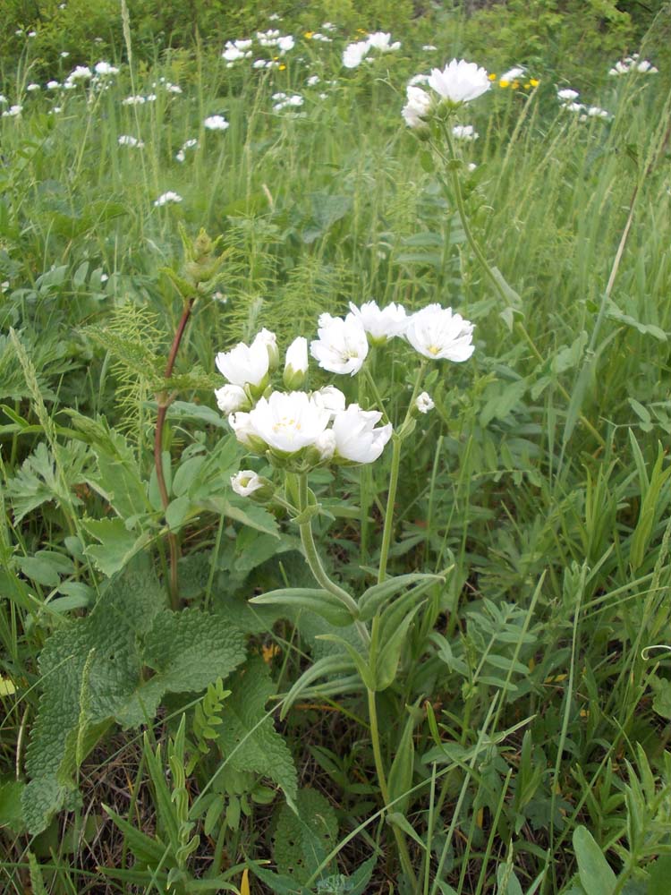 Image of Cerastium maximum specimen.