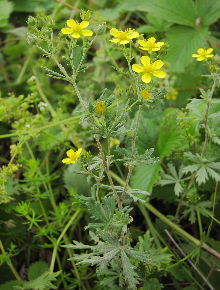 Изображение особи Potentilla impolita.