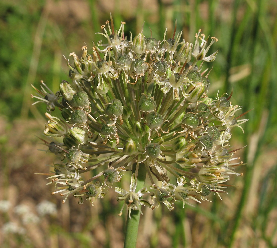 Image of Allium saposhnikovii specimen.