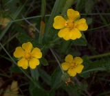 Potentilla goldbachii. Соцветие с цветками и бутоном. Курская обл., Железногорский р-н, ж.д. в окр. ст. Мицень. 22 июля 2007 г.