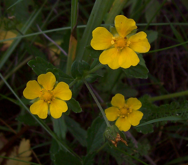 Изображение особи Potentilla goldbachii.