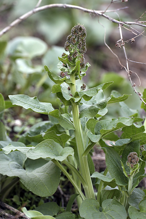 Изображение особи Solenanthus circinnatus.