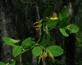 Melilotoides platycarpos