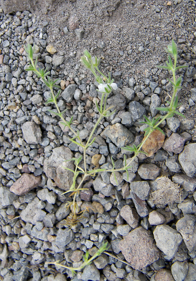 Image of Minuartia inamoena specimen.