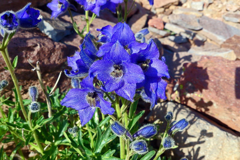 Image of Delphinium foetidum specimen.
