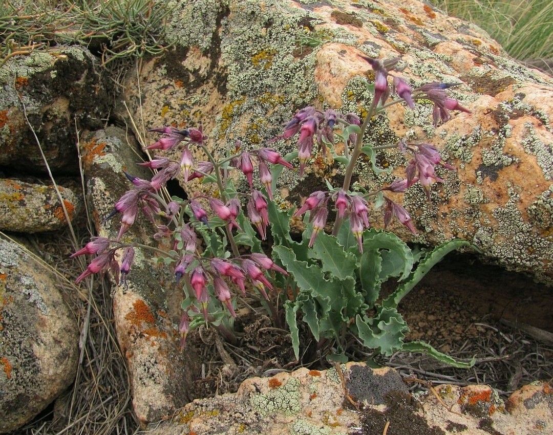 Изображение особи Rindera tetraspis.