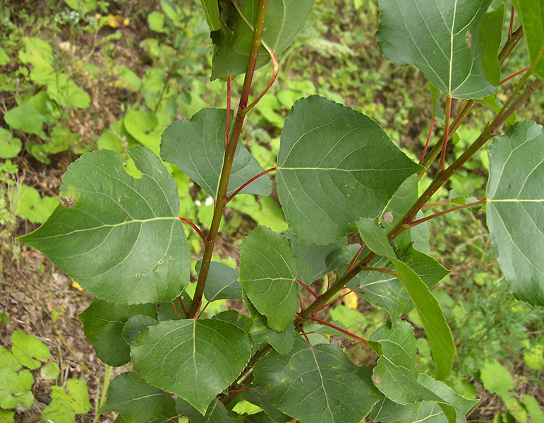 Image of Populus nigra specimen.