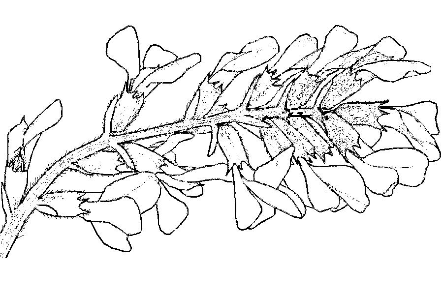 Image of Oxytropis uralensis specimen.