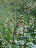 Scrophularia nodosa