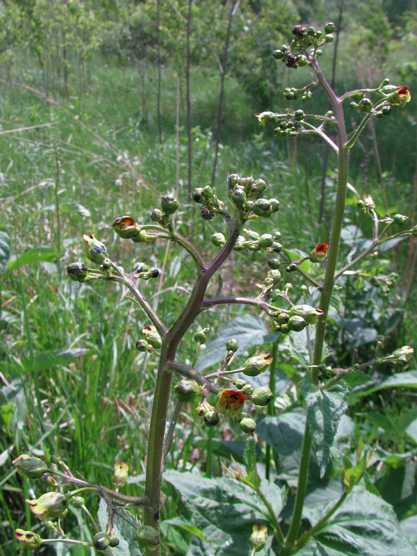 Изображение особи Scrophularia nodosa.