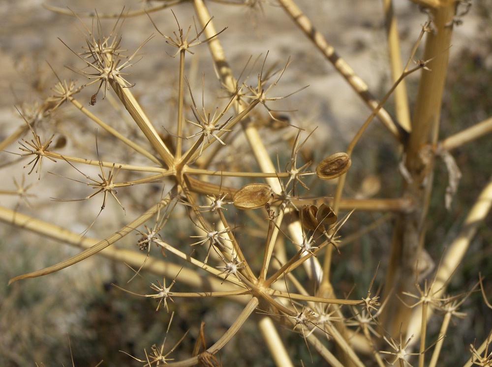 Image of Ferula persica specimen.