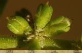 Image of specimen