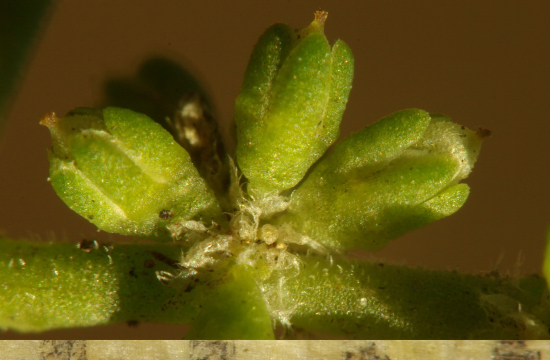 Image of Herniaria glabra specimen.