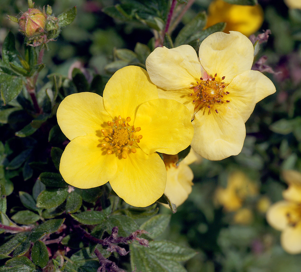 Изображение особи Dasiphora fruticosa.