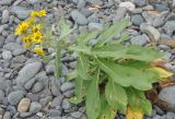 Senecio pseudoarnica